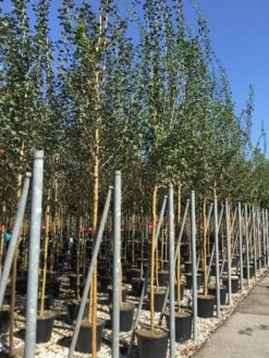 Rode Meidoorn (Crataegus Laevigata 'Paul's Scarlet') -Kleine Bomen Verkoopwinkel crataegus paul scarlet