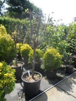 Kweepeer (Cydonia Oblonga) -Kleine Bomen Verkoopwinkel cydonia oblonga halfstam 14 16 18