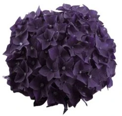 Hortensia Deep Purple Dance (Hydrangea 'Music Collection') 7 Hortensia Deep Purple Dance (Hydrangea 'Music Collection') -Kleine Bomen Verkoopwinkel deep purple dance bloem 2