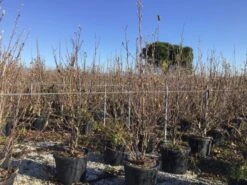 Nieuwe Producten -Kleine Bomen Verkoopwinkel denudata200cm