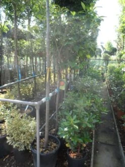 Kaki (Diospyros Kaki) -Kleine Bomen Verkoopwinkel diospyros kaki halfstam 12 14 1