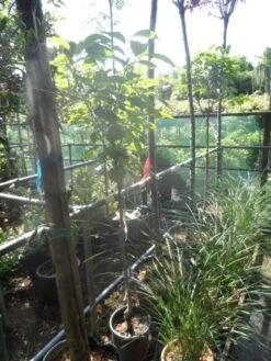 Kaki (Diospyros Kaki) -Kleine Bomen Verkoopwinkel diospyros kaki halfstam 5 6 8 c10