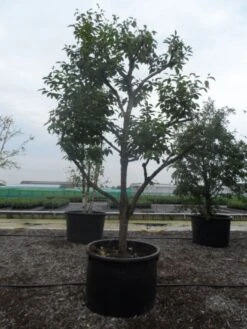 Kaki (Diospyros Kaki) -Kleine Bomen Verkoopwinkel diospyros kaki muscat solitair