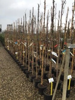 Witte Druif (Vitis Vinifera 'Italia') -Kleine Bomen Verkoopwinkel druif