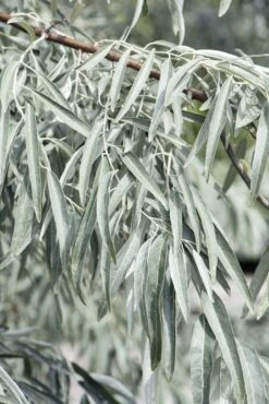 Smalbladige Olijfwilg Als Boom (Elaeagnus Angustifolia) -Kleine Bomen Verkoopwinkel elaeagnus angustifolia