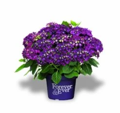 Hortensia Paars (Hydrangea 'Forever&Ever') -Kleine Bomen Verkoopwinkel f e packshot purple rgb