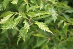Varenbeuk (Fagus Syvatica 'Asplenifolia' ) -Kleine Bomen Verkoopwinkel fagus syl. aspleniifolia 1
