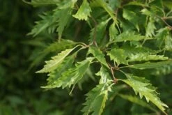 Varenbeuk (Fagus Syvatica 'Asplenifolia' ) -Kleine Bomen Verkoopwinkel fagus syl. aspleniifolia 2