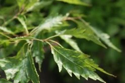 Varenbeuk (Fagus Syvatica 'Asplenifolia' ) -Kleine Bomen Verkoopwinkel fagus syl. aspleniifolia 3