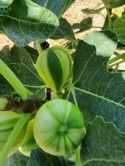 Vijg (Ficus Carica 'Panache') -Kleine Bomen Verkoopwinkel ficus caira panachee 2