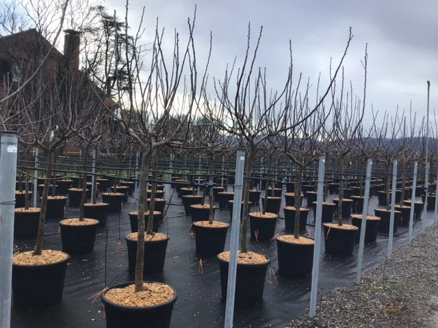 Vijg Als Halfstam (Ficus Carica 'Brogiotto Nero') 1 Vijg Als Halfstam (Ficus Carica 'Brogiotto Nero')