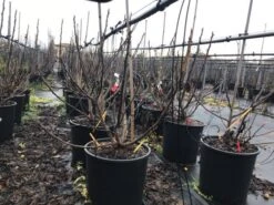 Vijg (Ficus Carica 'Panache') -Kleine Bomen Verkoopwinkel ficuspanache