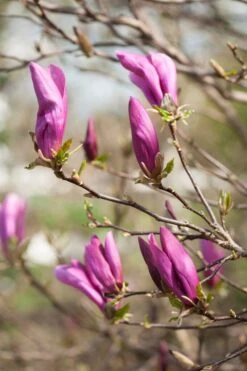 Magnolia Als Boom (Magnolia 'Susan') -Kleine Bomen Verkoopwinkel gaar00675