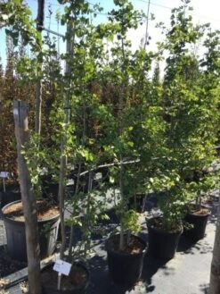 Kleine Bomen Verkoopwinkel -Kleine Bomen Verkoopwinkel ginkgo biloba 200 250cm meerstammig