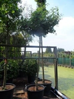 Japanse Notenboom (Ginkgo Biloba 'Horizontalis') -Kleine Bomen Verkoopwinkel ginkgo biloba horizontalis 18 20ho c130