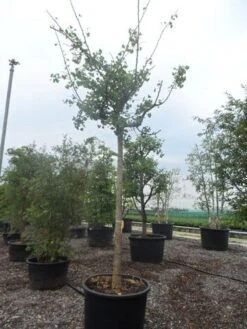 Japanse Notenboom (Ginkgo Biloba 'Horizontalis') -Kleine Bomen Verkoopwinkel ginkgo biloba horizontalis 25 30ho c300