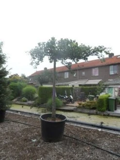 Japanse Notenboom (Ginkgo Biloba 'Horizontalis') -Kleine Bomen Verkoopwinkel ginkgo biloba horizontalis 25 30ho c350