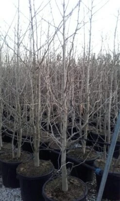 Japanse Notenboom, Meerstammig (Ginkgo Biloba) 20 Japanse Notenboom, Meerstammig (Ginkgo Biloba) -Kleine Bomen Verkoopwinkel ginkgo biloba meerstammig