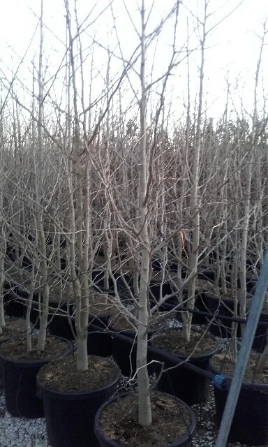 Japanse Notenboom, Meerstammig (Ginkgo Biloba) 10 Japanse Notenboom, Meerstammig (Ginkgo Biloba) - Afbeelding 10