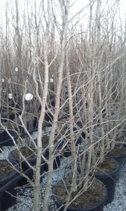 Japanse Notenboom, Meerstammig (Ginkgo Biloba) 17 Japanse Notenboom, Meerstammig (Ginkgo Biloba) -Kleine Bomen Verkoopwinkel ginkgo biloba meerstammig 2