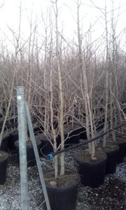 Japanse Notenboom, Meerstammig (Ginkgo Biloba) 16 Japanse Notenboom, Meerstammig (Ginkgo Biloba) -Kleine Bomen Verkoopwinkel ginkgo biloba meerstammig 3