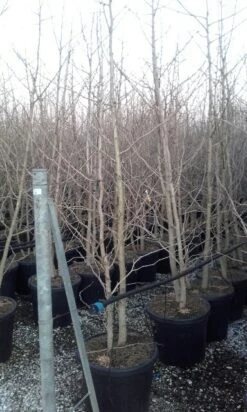 Japanse Notenboom, Meerstammig (Ginkgo Biloba) 18 Japanse Notenboom, Meerstammig (Ginkgo Biloba) -Kleine Bomen Verkoopwinkel ginkgo biloba meerstammig 4