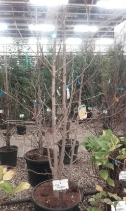 Japanse Notenboom, Meerstammig (Ginkgo Biloba) 19 Japanse Notenboom, Meerstammig (Ginkgo Biloba) -Kleine Bomen Verkoopwinkel ginkgo biloba meerstammig 5