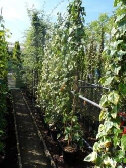 Kaukasische Klimop (Hedera Colchica 'Dentata Variegata') -Kleine Bomen Verkoopwinkel hedera colchica dentata variegata 175 200 c10 1