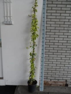 Kaukasische Klimop (Hedera Colchica 'Dentata Variegata') -Kleine Bomen Verkoopwinkel hedera colchica dentata variegata 175 200 c10 1