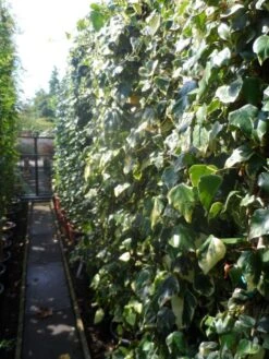 Kaukasische Klimop (Hedera Colchica 'Dentata Variegata') -Kleine Bomen Verkoopwinkel hedera colchica dentata variegata 200 250 c15 1