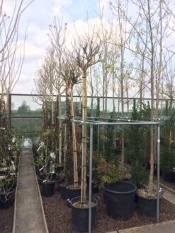 Altheastruik Als Boom (Hibiscus Syriacus 'Oiseau Blue') -Kleine Bomen Verkoopwinkel hibiscus