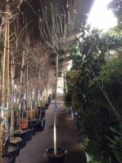 Altheastruik Als Boom (Hibiscus Syriacus 'Oiseau Blue') -Kleine Bomen Verkoopwinkel hibiscus oiseau blue 1214 2 1