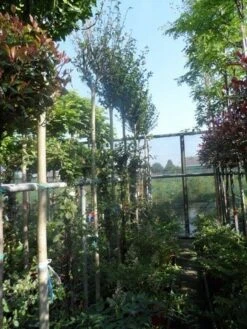 Altheastruik Als Boom (Hibiscus Syriacus 'Oiseau Blue') -Kleine Bomen Verkoopwinkel hibiscus syriacus in soorten 10 12ho cont