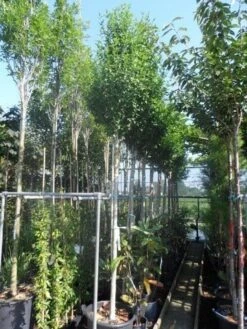 Altheastruik Als Boom (Hibiscus Syriacus 'Oiseau Blue') -Kleine Bomen Verkoopwinkel hibiscus syriacus oiseau bleu 12 14ho cont