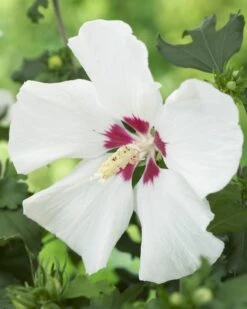 Kleine Bomen Verkoopwinkel 31 Altheastruik Als Boom (Hibiscus Syriacus 'Red Heart')