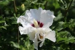 Altheastruik Als Boom (Hibiscus Syriacus 'Red Heart') -Kleine Bomen Verkoopwinkel hibiscussyriacus redheart03b 1