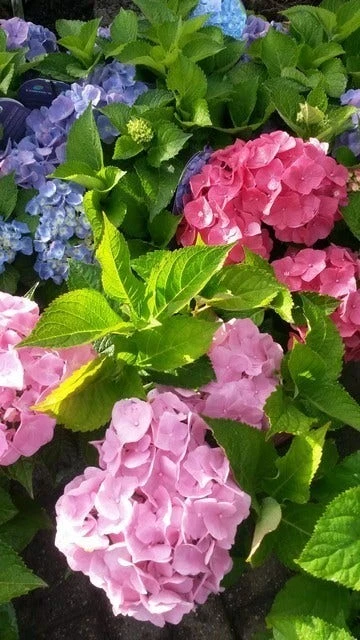 Hortensia (Hydrangea 'Endless Summer' Roze) 3 Hortensia (Hydrangea 'Endless Summer' Roze) - Afbeelding 3