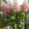 Pluimhortensia Op Stam (Hydrangea Paniculata 'Pinky Winky')