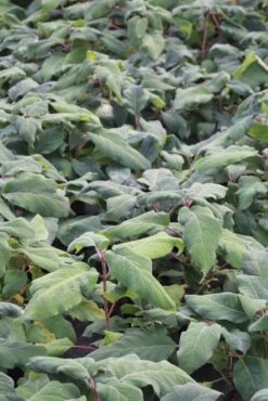 Fluweelhortensia (Hydrangea Aspera 'Macrophylla') -Kleine Bomen Verkoopwinkel hydrangea aspera macrophylla 1