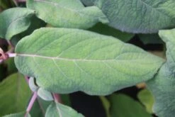 Fluweelhortensia (Hydrangea Aspera 'Macrophylla') -Kleine Bomen Verkoopwinkel hydrangea aspera macrophylla 2