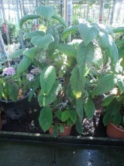 Fluweelhortensia (Hydrangea Aspera 'Sargentiana') -Kleine Bomen Verkoopwinkel hydrangea aspera sargentiana 60 80 100 c15