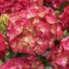 Hortensia (Hydrangea Black Diamonds Red Angel)