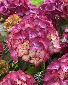 Hortensia (Hydrangea Black Diamonds Red Angel Purple)