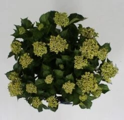 Hortensia Blue Ballad (Hydrangea 'Music Collection') -Kleine Bomen Verkoopwinkel hydrangea blue ballad c5 4