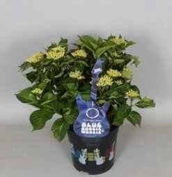 Hortensia Blue Boogiewoogie (Hydrangea 'Music Collection') -Kleine Bomen Verkoopwinkel hydrangea blue boogiewoogie 3 1