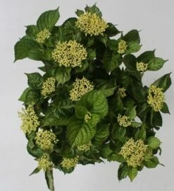 Hortensia Blue Boogiewoogie (Hydrangea 'Music Collection') -Kleine Bomen Verkoopwinkel hydrangea blue boogiewoogie 4 1