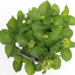 Hortensia Blauw (Hydrangea 'Forever&Ever') 11 Hortensia Blauw (Hydrangea 'Forever&Ever') -Kleine Bomen Verkoopwinkel hydrangea forever ever blue boven bewerkt