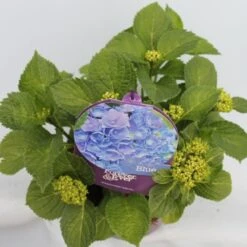 Hortensia Blauw (Hydrangea 'Forever&Ever') 10 Hortensia Blauw (Hydrangea 'Forever&Ever') -Kleine Bomen Verkoopwinkel hydrangea forever ever blue hoek bewerkt