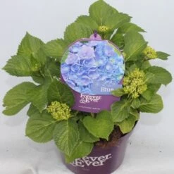 Hortensia Blauw (Hydrangea 'Forever&Ever') 14 Hortensia Blauw (Hydrangea 'Forever&Ever') -Kleine Bomen Verkoopwinkel hydrangea forever ever blue voor bewerkt