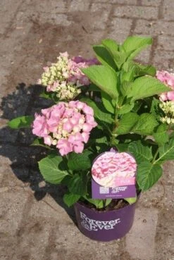 Hortensia Roze (Hydrangea 'Forever&Ever' Pink) -Kleine Bomen Verkoopwinkel hydrangea forever ever pink 3